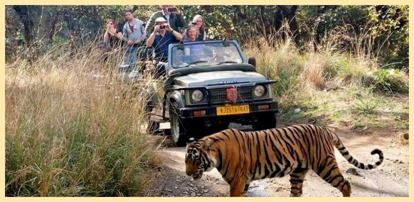 Jungle Safari Car Rentals