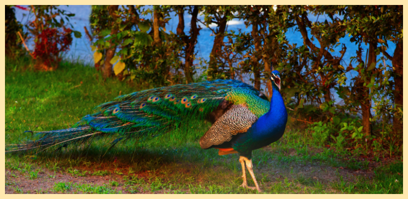 Immerse yourself in the serene beauty of Tipeshwar Wildlife Sanctuary, where nature unveils its wonders.