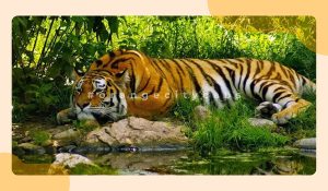 Nagpur to Pench National Park Distance