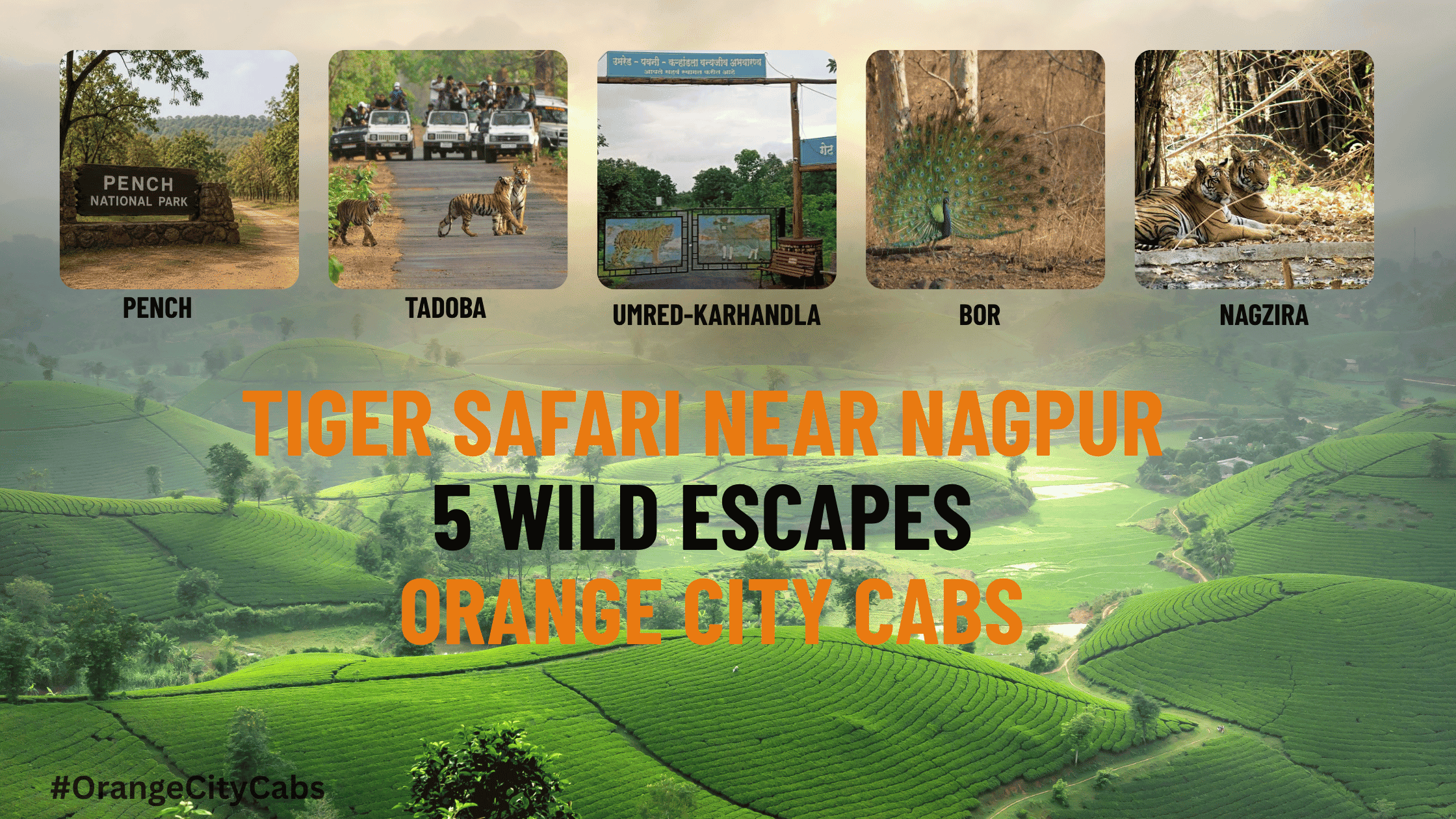 Tiger Safari Near Nagpur: 5 Wild Escapes | Orange City Cabs