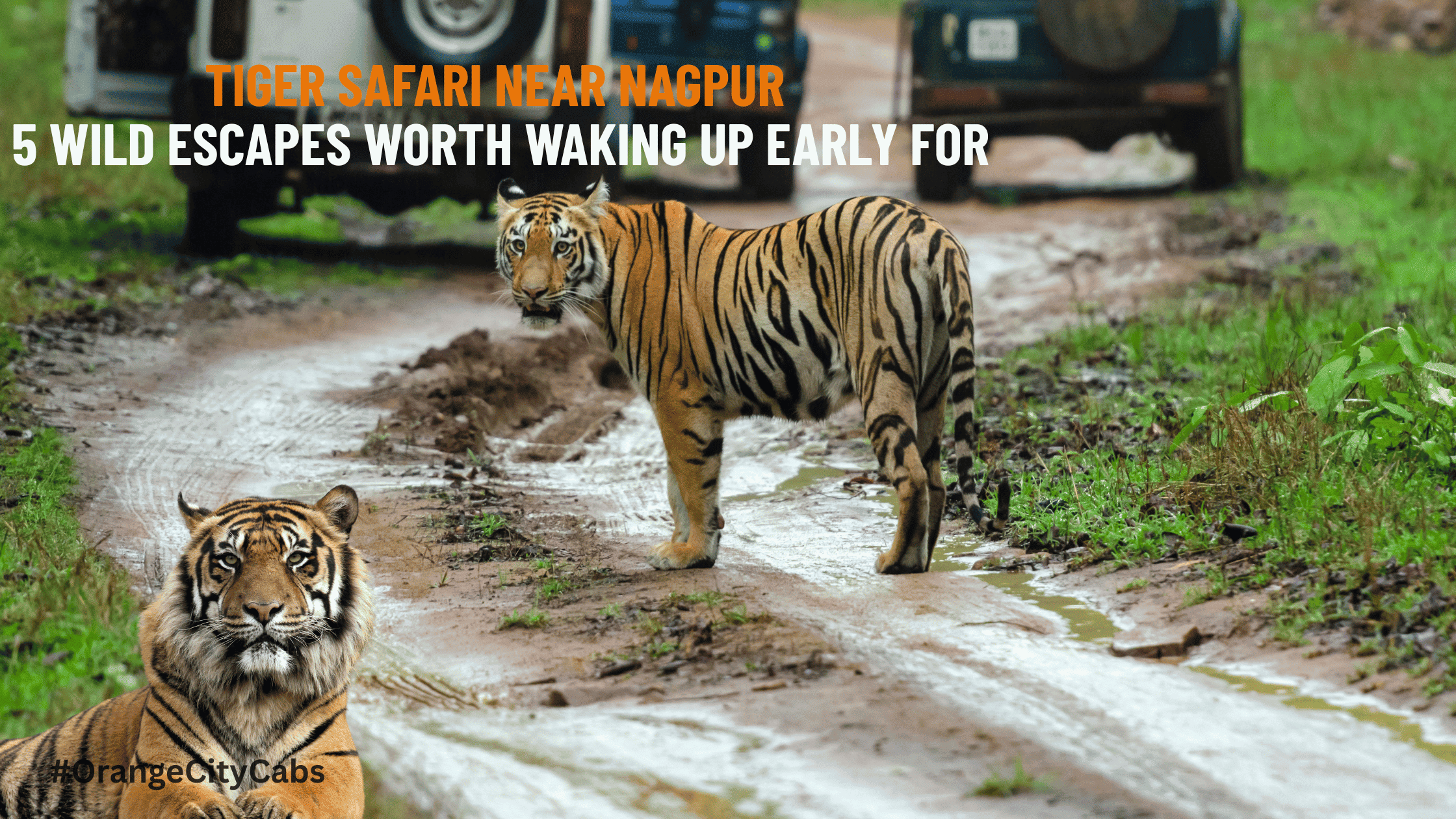Tiger Safari Near Nagpur: 5 Wild Escapes Worth Waking Up Early For
